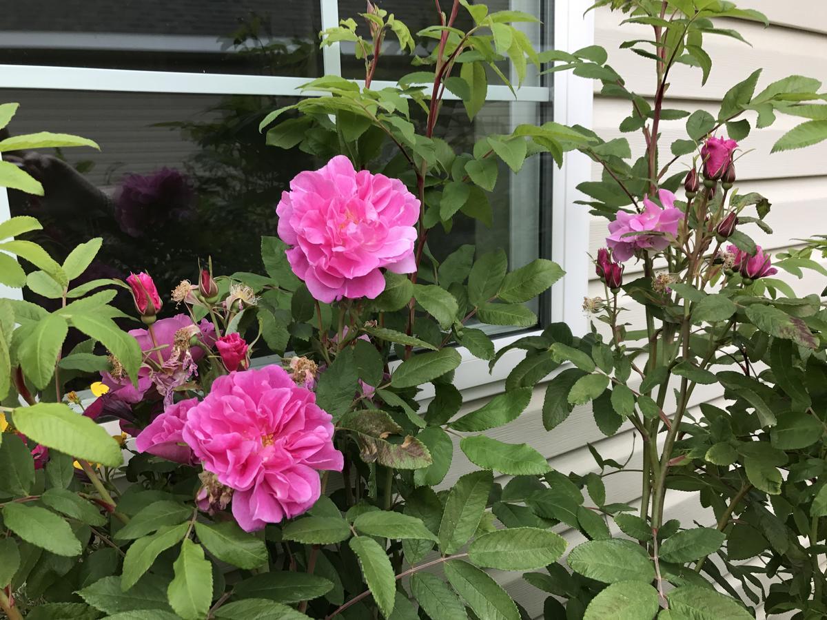 Alaska Garden Gate B&B 帕尔默 外观 照片
